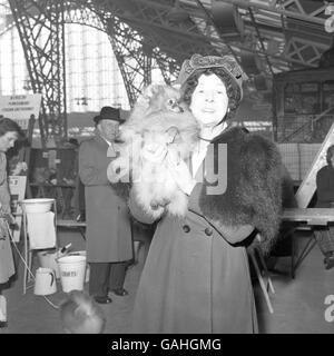 Tiere - der Crufts Dog Show - Olympia Stockfoto