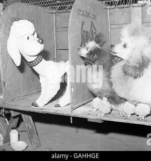 Tiere - der Crufts Dog Show - Olympia Stockfoto