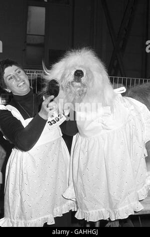 Tiere - Cruft's Dog Show - Olympia. Rüschen Schürzen für zwei als Old English Sheepdog Chevelu Silver Sloopy bekommt einen Pinsel von Hazel Guy bei Cruft's. Stockfoto