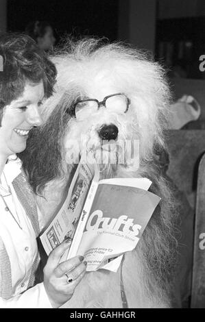 Longdorham's Shep's Folly, ein schlauer als der durchschnittliche Old English Sheepdog, studiert mit Besitzer Sally Duffin Form. Buster, wie er liebevoll genannt wird, kalkuliert seine Erfolgschancen bei den 84. Crufts. Stockfoto