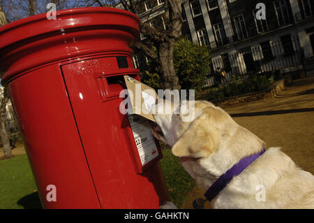 Endal, ein Labrador Assistance Dog, hilft seinem Besitzer, einen Brief auf dem Gordon Square im Zentrum von London zu posten, um die Sonderstempel von Royal Mail für Arbeitshunde zu starten. Stockfoto