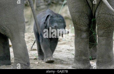 Die letzte Ankunft des Dubliner Zoos, ein namenloser Elefantenmännchen, der vor vier Tagen von seiner 17-jährigen Mutter Yasmin geboren wurde. Mit einem Gewicht von 80 kg ist es der zweite Elefant, der in weniger als einem Jahr im Zoo geboren wird. Stockfoto