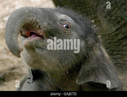 Die letzte Ankunft des Dubliner Zoos, ein namenloser Elefantenmännchen, der vor vier Tagen von seiner 17-jährigen Mutter Yasmin geboren wurde. Mit einem Gewicht von 80 kg ist es der zweite Elefant, der in weniger als einem Jahr im Zoo geboren wird. Stockfoto
