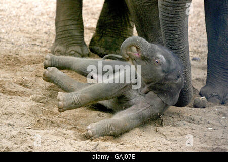 Die letzte Ankunft des Dubliner Zoos, ein namenloser Elefantenmännchen, der vor vier Tagen von seiner 17-jährigen Mutter Yasmin geboren wurde. Mit einem Gewicht von 80 kg ist es der zweite Elefant, der in weniger als einem Jahr im Zoo geboren wird. Stockfoto