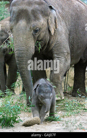Zoo feiert Jumbo Lieferung Stockfoto
