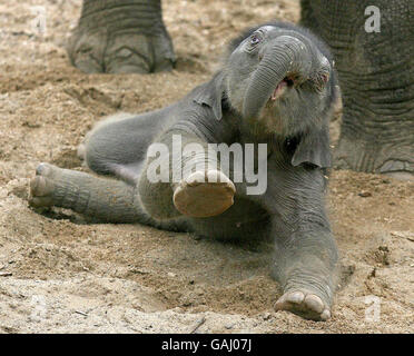 Zoo feiert Jumbo Lieferung Stockfoto