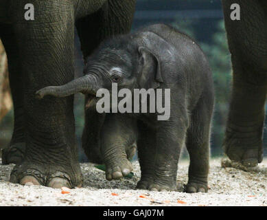 Die letzte Ankunft des Dubliner Zoos, ein namenloser Elefantenmännchen, der vor vier Tagen von seiner 17-jährigen Mutter Yasmin geboren wurde. Mit einem Gewicht von 80 kg ist es der zweite Elefant, der in weniger als einem Jahr im Zoo geboren wird. Stockfoto