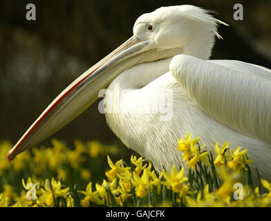 Ein Pelikan sitzt an einem weiteren sonnigen Tag in diesem Jahr unter den Narzissen im St. James's Park. Stockfoto