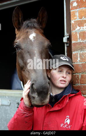 Denman im Paul Nicholls Stall in Ditcheat, Somerset. Stockfoto