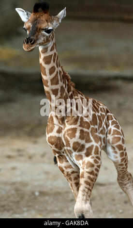 Ein fünf Tage altes Rothschild-Giraffenkalb ist die jüngste Ankunft im Woburn Abbey Safari Park, der heute erstmals der Öffentlichkeit vorgestellt wird. Stockfoto