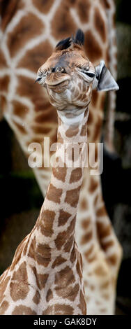 Giraffe Kalb geboren im park Stockfoto