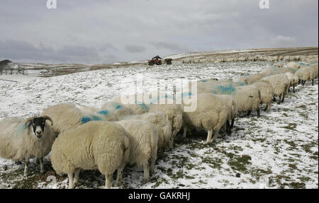 Bauer Peter Laidlaw von der Craigannet Farm füttert Hochlandschafe auf den Hügeln, die den Carron Dam-Stausee in der Carron Valley Fishery, Schottland, überblicken, nachdem heute Schnee gefallen ist. Stockfoto