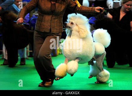 Ein Standard Pudel, bei der Beurteilung auf der Crufts Hundeschau heute Morgen, die in diesem Jahr im NEC in Birmingham stattfindet. Stockfoto