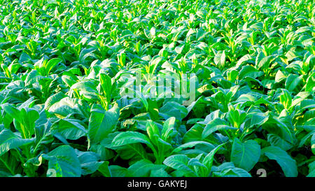 Tabak Bauernhof Landwirtschaft Ernte in Thailand, Asien Stockfoto