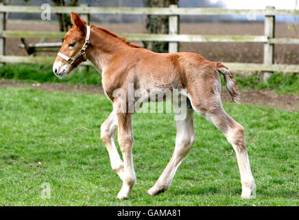 Züchter feiert Geburt eines seltenen Fohlens. Ein fünf Tage altes Suffolk Punch Fohlen steht auf der Maypole Farm, Bradfield St George, in Suffolk. Stockfoto