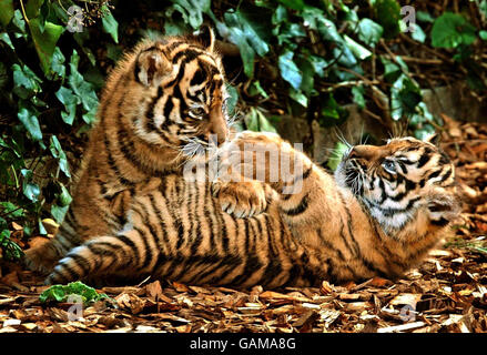 Zwei seltene 7 Wochen alte Sumatran Tiger Cubs, Kabus (männlich) und Kelabu (weiblich) werden in Chessington World of Adventures in Surrey gesehen. Stockfoto