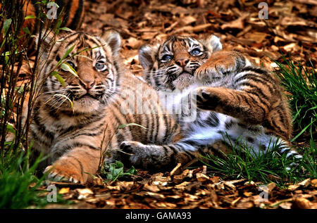 Zwei seltene 7 Wochen alte Sumatran Tiger Cubs, Kabus (männlich) und Kelabu (weiblich) werden in Chessington World of Adventures in Surrey gesehen. Stockfoto