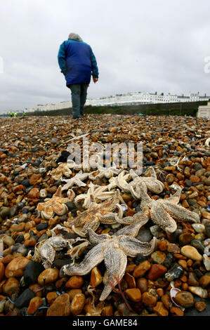Seesterne liegen ausgewaschen am Brighton Beach in East Sussex Days, nachdem vor kurzem vor der Küste von Kent große Mengen gefunden wurden. Stockfoto