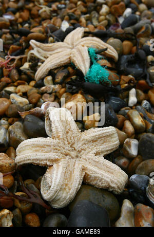 Seesterne liegen ausgewaschen am Brighton Beach in East Sussex Days, nachdem vor kurzem vor der Küste von Kent große Mengen gefunden wurden. Stockfoto