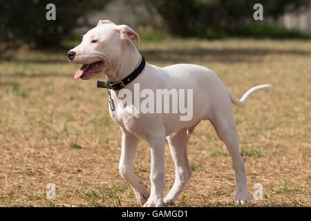 Welpen Dogo Argentino Hund Portrait. Stockfoto