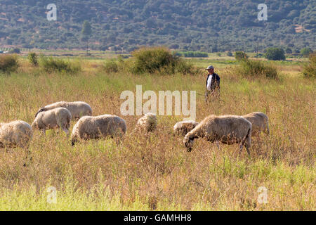 Euböa, Griechenland 22. August 2015. Hirten und Schafe in der Natur spazieren. Stockfoto