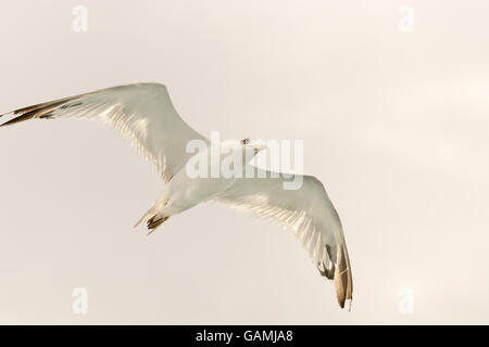 Weiße Möwe oben in der Luft mit Flügeln weit offen. Stockfoto