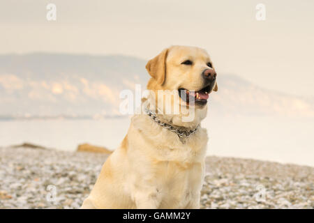 Schöner Hund Portrait Labrador stehend glücklich am Strand. Stockfoto