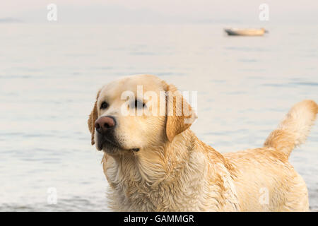 Labrador Hund Portrait an einem Strand. Stockfoto