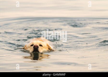 Labrador Hund schwimmen im Meer. Stockfoto