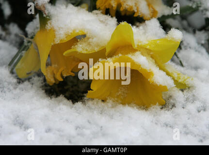 Schnee liegt auf Narzissen in einem Garten im Carron Valley in der Nähe von Denny, Schottland. Stockfoto