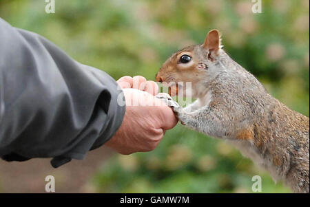 Ein graues Eichhörnchen nimmt einem Mann im St. James Park in London eine Nuss aus der Hand. Stockfoto