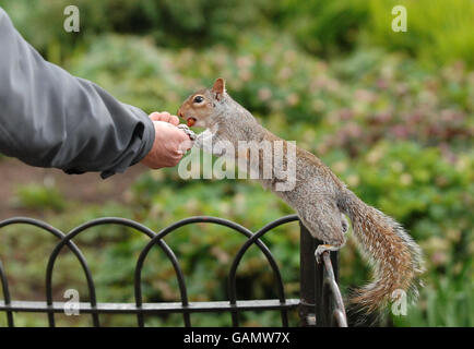 Ein graues Eichhörnchen nimmt einem Mann im St. James Park in London eine Nuss aus der Hand. Stockfoto