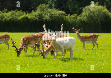Weißen Albino Rehe mit Herde des Rotwildes Beweidung New Forest Hampshire Südengland Stockfoto