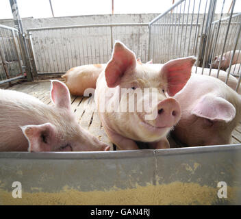 groß und Fett Schweine in einem Stall auf einem Bauernhof Stockfoto