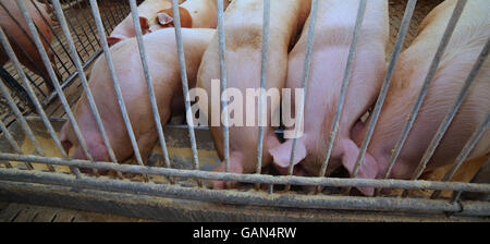 Fett sät in den Stall mit Stabstahl in Schweinefarm Stockfoto