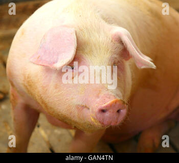 groß und Fett Schweine in einem Stall auf einem Bauernhof Stockfoto