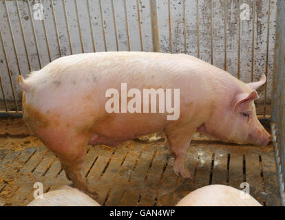 groß und Fett Schweine in einem Stall auf einem Bauernhof Stockfoto