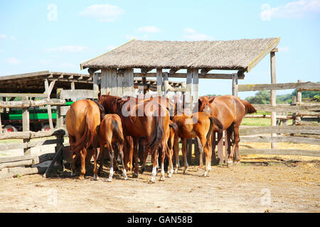 Reinrassige Anglo-arabischen Fohlen und Stuten Essen Heu in den Corral Sommer Outdoor-Ländliches Motiv Stockfoto