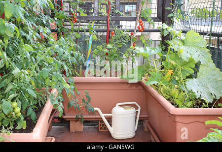 Gießkanne und große Töpfe mit Pflanzen rote Tomaten in einem kleinen Stadtgarten auf einer Terrasse einer Wohnung von einer Eigentumswohnung Stockfoto