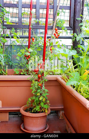 rote Tomaten in den Garten urban Vase auf einer Terrasse Stockfoto