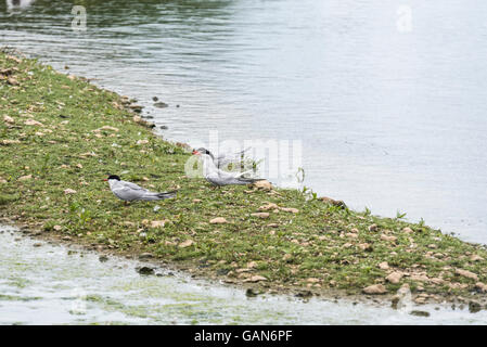 Drei Flussseeschwalben Stockfoto