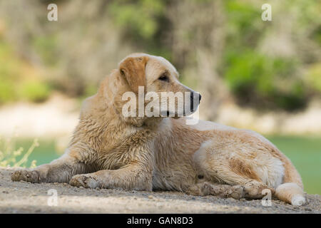 Nassen Labrador Hund Porträts am See Beletsi in Griechenland. Stockfoto