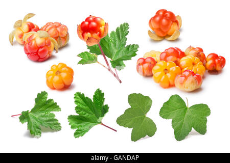 Festlegen der Moltebeere (Rubus Chamaemorus) und Blätter. Design-Elemente. Schneidepfade, Beeren und Schatten getrennt, unendliche dept Stockfoto