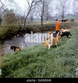 Jagd - Otterhounds - Aldham, bei Colchester. Joint Master Martin Letts bringt die Hunde während eines Drag in den Fluss Colne Stockfoto