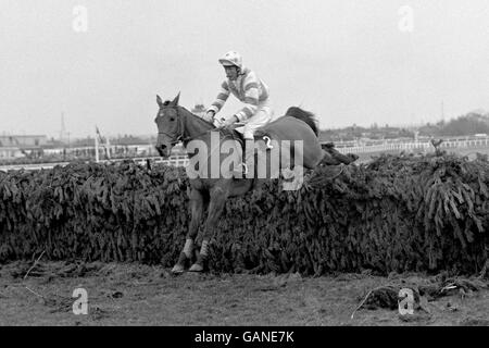 Gay Trip, Pat Taaffe, räumt den letzten Zaun, bevor er galoppiert, um den National zu gewinnen Stockfoto