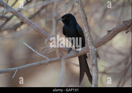 Schwarzer Drongo, Dicrurus Macrocercus, Dicruridae, Ranthambore Nationalpark, Indien, Asien Stockfoto