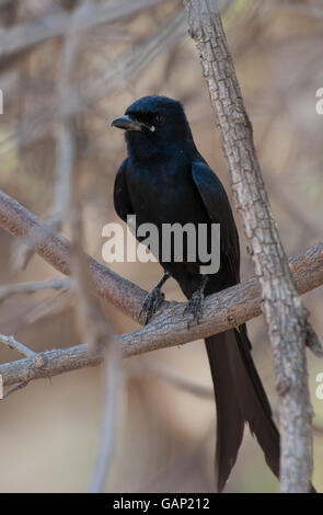 Schwarzer Drongo, Dicrurus Macrocercus, Dicruridae, Ranthambore Nationalpark, Indien Asien Stockfoto