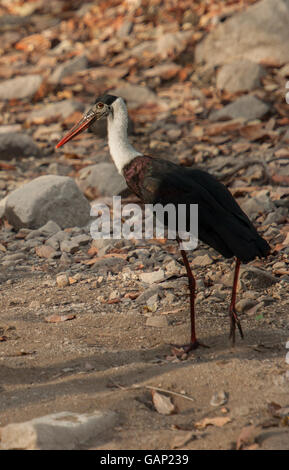 Wolly-necked Storch Ciconia Episcopus, Ciconiidae, Rathambhore Nationalpark, Indien Stockfoto