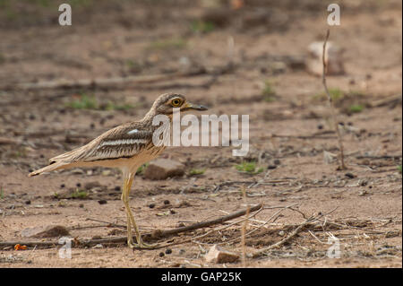 Eurasische Thick-knee, Burhinus Oedicnemus, Burhinidae, Ranthambore Nationalpark, Indien, Asien Stockfoto