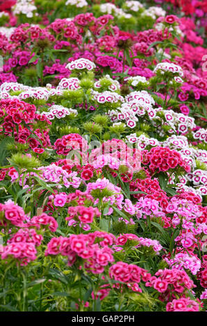 rote und rosa süß Williams Blüten Stockfoto